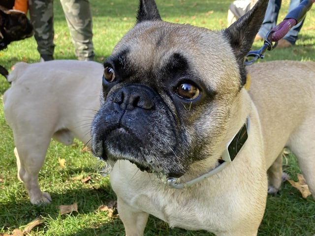 Around 50 French Bulldogs dressed up in Halloween outfits for a walk around Hunsbury Country Park over the weekend.