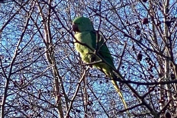The Alexandrine parakeet pictured in Jubilee Wood, in Crick.