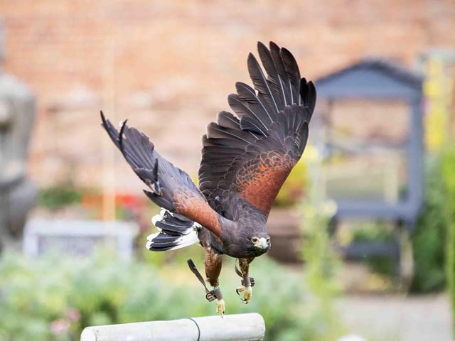 Delapre Abbey hosted a re-enactment event on Sunday July 14, 2024, including a medieval hawking show, re-enactors and a guided tour of the registered battlefield.