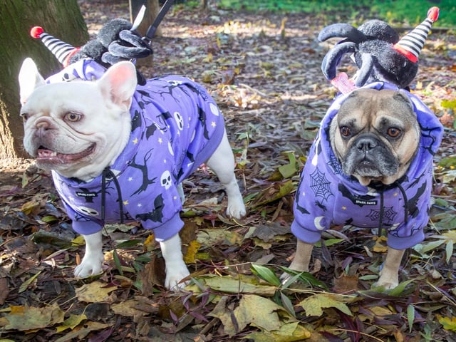 French Bulldog Meet & Walk Northamptonshire Halloween special