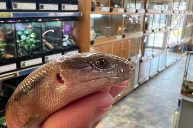 Blue Tongue Skink