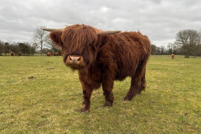 Colready Highlands, in Brackley, has been run by the Dyer family for more than 100 years – and has attracted people from all of the UK since launching their highland cow experience in 2023.