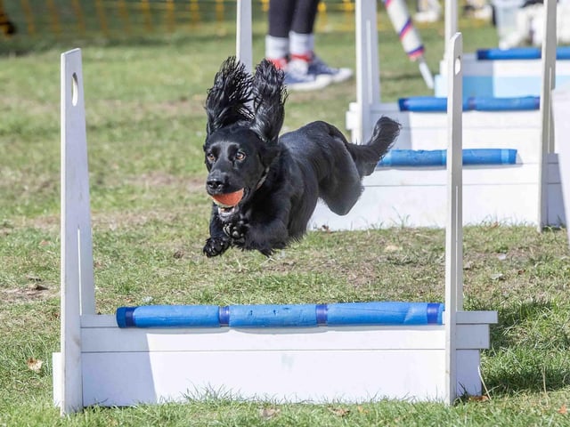Pooches and owners alike enjoying the popular dog festival on Saturday September 14, 2024.