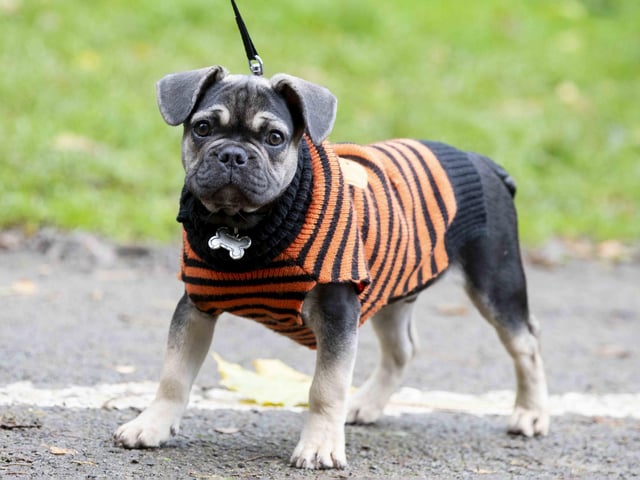 Around 60 French Bulldogs dressed up in spooky costumes for a special walk at Hunsbury Hill Country Park on Sunday (October 29).