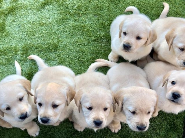 Canine Partners, the UK charity that trains assistance dogs to give adults with physical disabilities independence and confidence, has welcomed eight new puppies