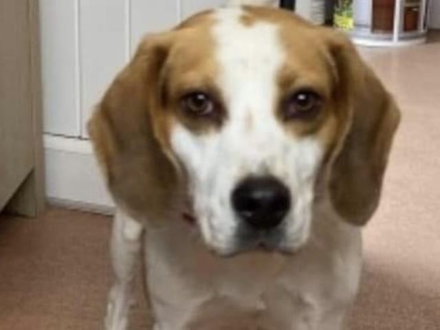 Benson is a typical full of life Beagle boy, only two years old. He needs an active family with a secure garden where he will not be left alone for hours. He is good with other dogs