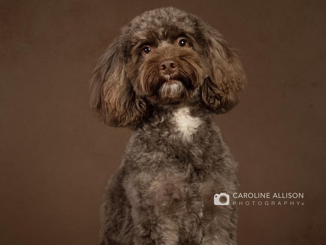 Rocco, a friendly three-year-old F1 Cockapoo, who will do anything for a treat.