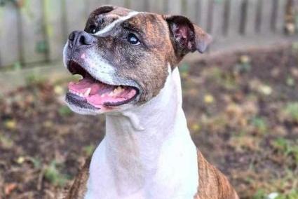 Sandy is a beautiful Boxer/Bully X with a wonderful personality. She is a special dog - slightly shy at first, but once she trusts you, she’s eager to play. Sandy enjoys playing alone or with you if you have a ball. With a lovely nature, she can be a bit reserved at times. She travels well but can be strong on the lead. Sandy would be best suited to an experienced home with no children younger than teenagers. She can also be reactive around other dogs.
