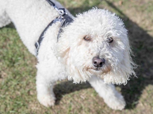 Pooches and owners alike enjoying the popular dog festival on Saturday September 14, 2024.
