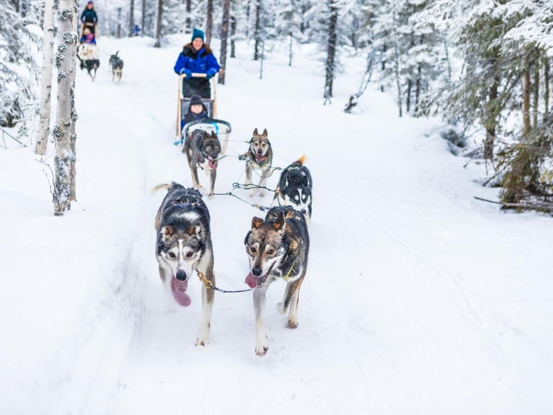 A husky sleigh ride is so exciting