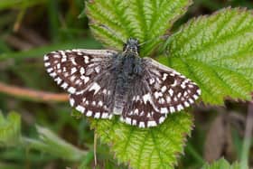 Grizzled Skipper butterfly – one of the project’s target species