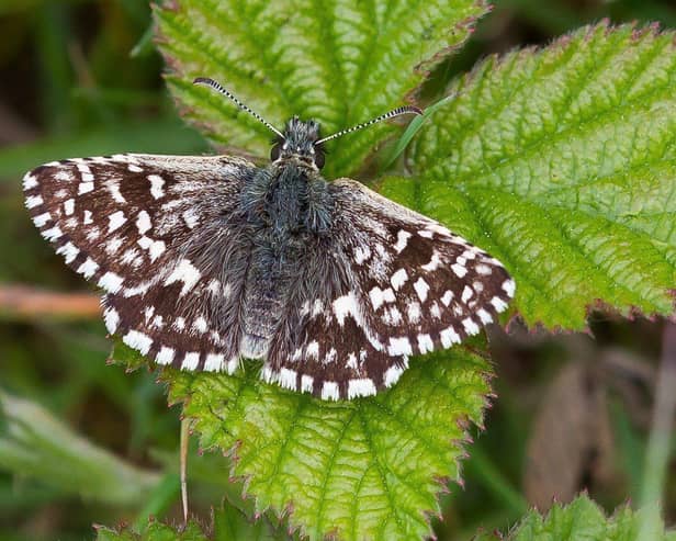 Grizzled Skipper butterfly – one of the project’s target species