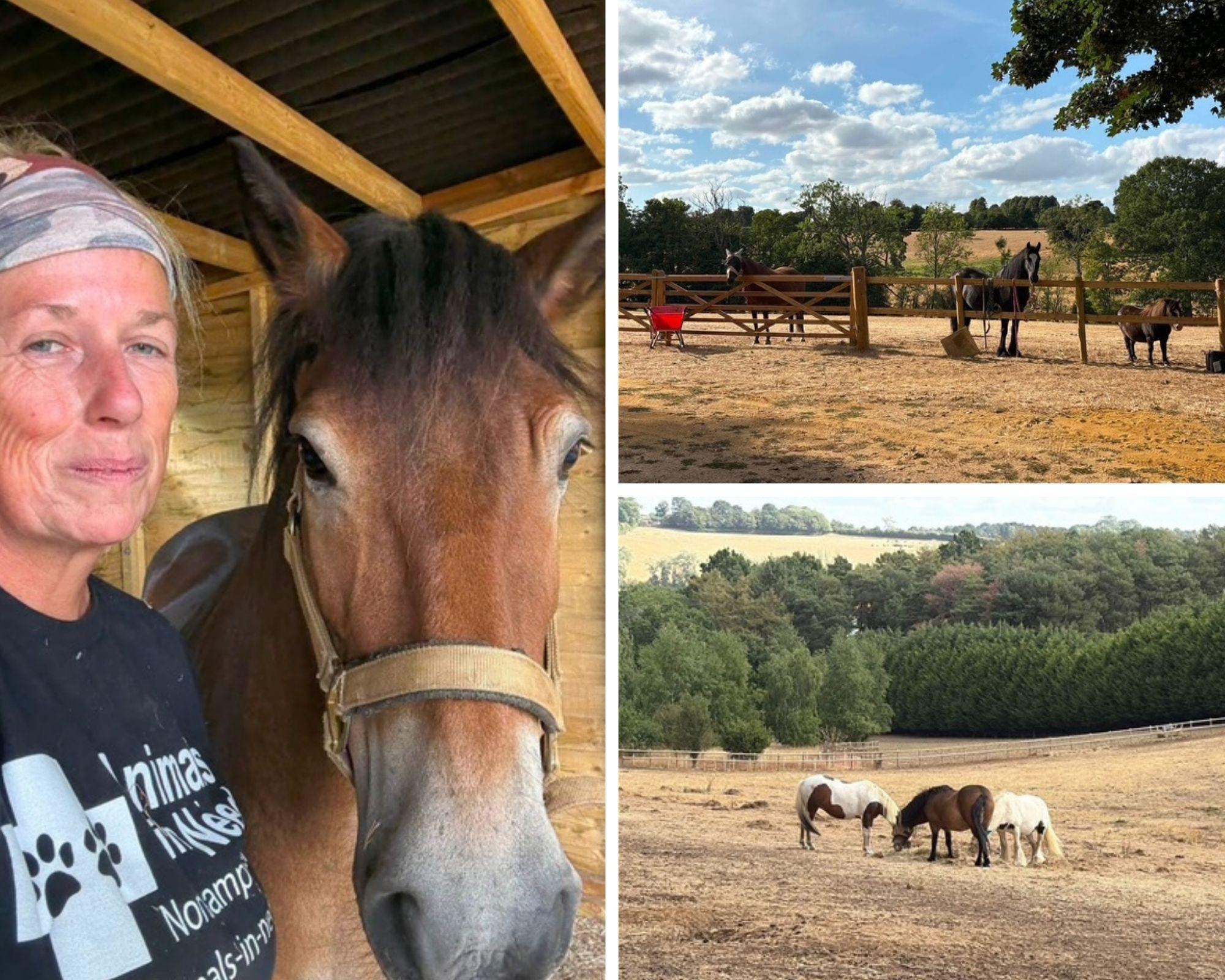 Animals In Need issues urgent hay appeal as Northamptonshire heat puts ...