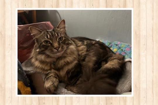 Louie pictured.
