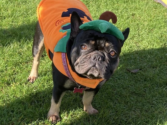 Around 50 French Bulldogs dressed up in Halloween outfits for a walk around Hunsbury Country Park over the weekend.