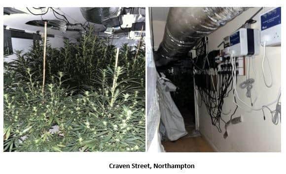 Cannabis seized from Craven Street.