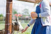 Mini Meadows Farm, on the border of our county and Leicestershire in Welford, evolved from the owner’s hobby to an attraction that holds a special place in the hearts of its 80,000 annual visitors.