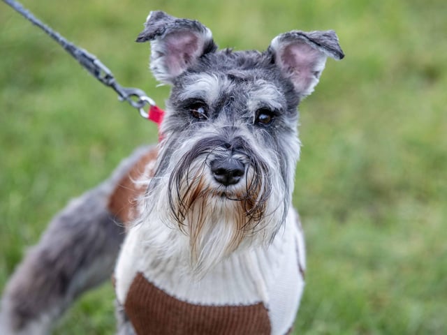 The popular event saw more than 100 dogs walked around Bradlaugh Fields in Northampton on Sunday (December 22).