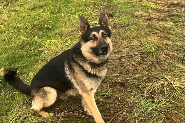 PD Bryn tracked down suspects in Northampton on Wednesday December 14. Photo: Northants Police Dog Section.
