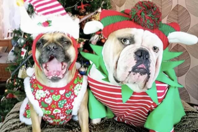 Take a look at these Northampton dogs in their adorable Christmas outfits.