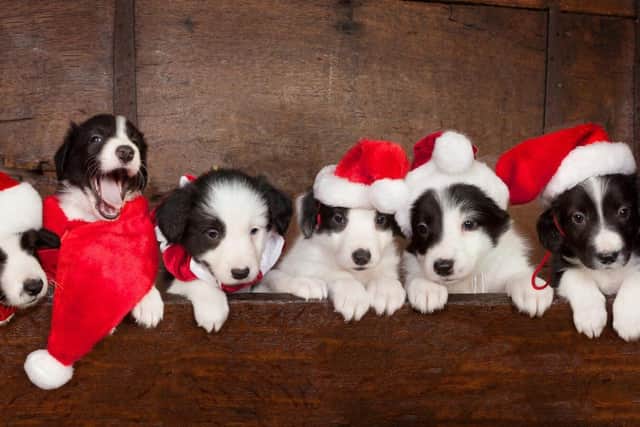 Keeping your pets safe at Christmas