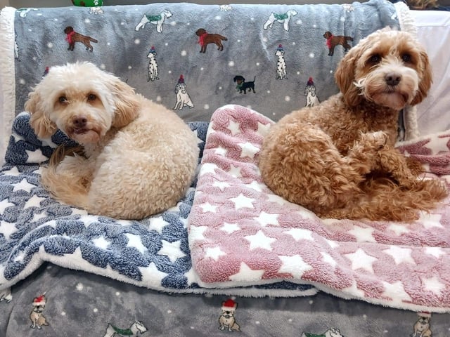 Kiki and Luna pictured.