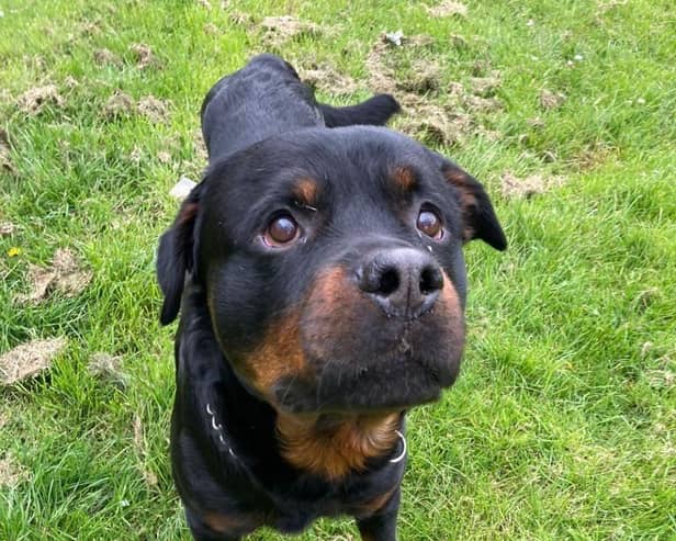 Chaps and his ex-homeless owner must sadly part company and the dog is urgently seeking a forever home