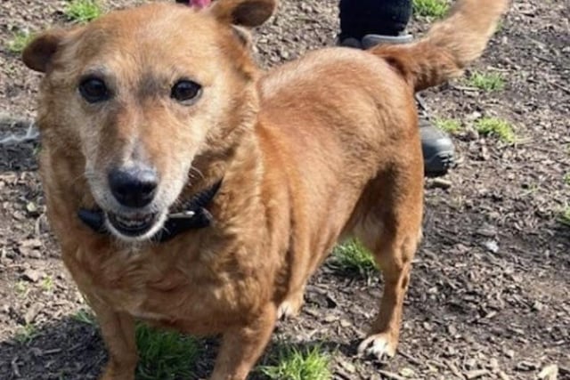 Annie said: "Winnie is the happiest, friendliest terrier lady who would love a comfortable new home. She is around 10 years old and great with other dogs."