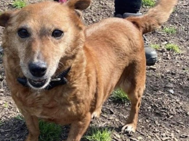 Annie said: "Winnie is the happiest, friendliest terrier lady who would love a comfortable new home. She is around 10 years old and great with other dogs."