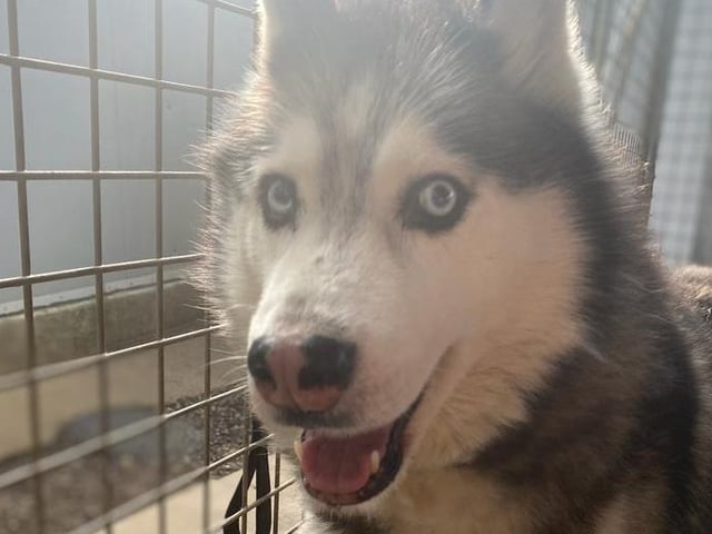 Annie said: "Akira is a stunning, happy six year old husky lady. She is house trained, knows basic commands and is okay with some other dogs but not smaller furries. She needs an active home."