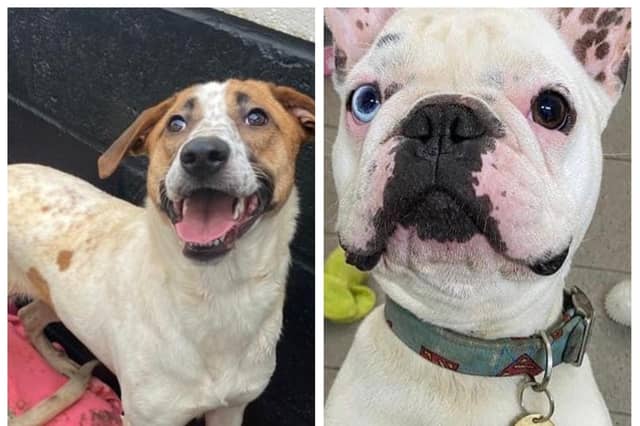 Rescue dogs in Northamptonshire looking for a forever home this week