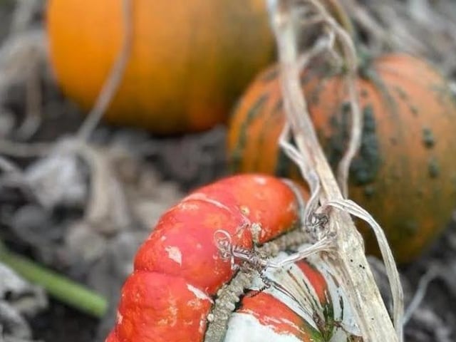 The Kislingbury pick your own pumpkin patch will open this weekend (Saturday October 7 and Sunday October 8).