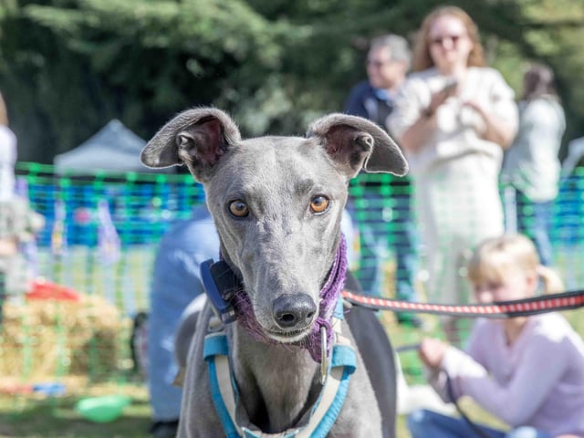 Pooches and owners alike enjoying the popular dog festival on Saturday September 14, 2024.