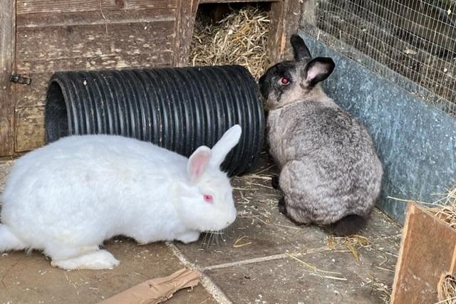 These two are large two-year-old rabbits who joined us as part of a large rescue from a rabbit farm.