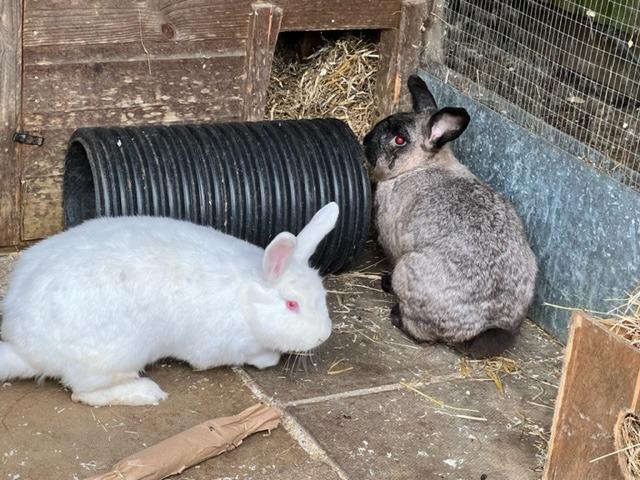 These two are large two-year-old rabbits who joined us as part of a large rescue from a rabbit farm.
