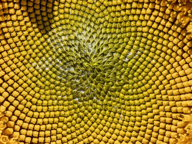 The sunflower field and maize maze is now open for family days out during the summer holidays.
