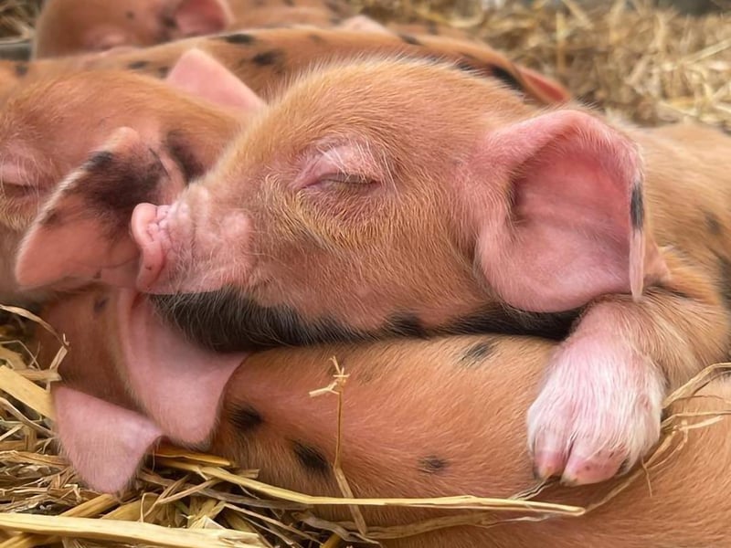 There have been some new, cute arrivals at Mini Meadows, so February half term is the perfect time to meet them.
During the week, children will be able to meet baby calves, have cuddles with piglets, take part in petting sessions with degus and stroke baby lambs (as they will be too small for bottle-feeding).
The farm is open 10am-5pm everyday through half term.