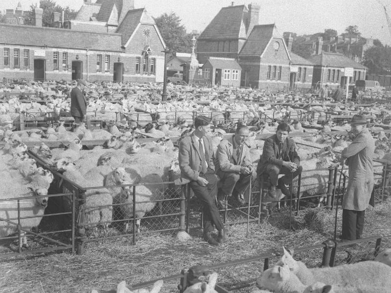Ram fair, Northampton cattle Market, Bedford Road, September 20, 1965