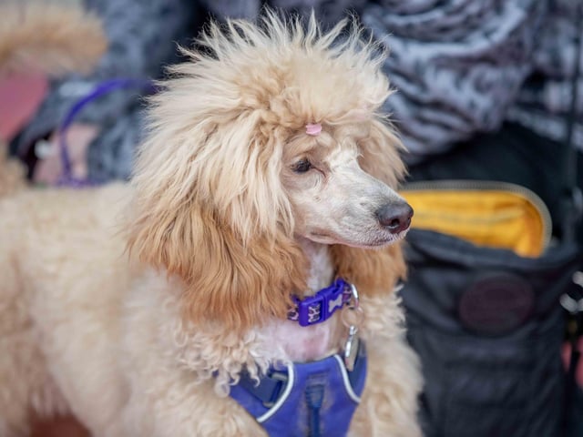 The flyball team hosted a fun dog show at Sixfields Stadium on Sunday September 29 to celebrate its milestone anniversary.
