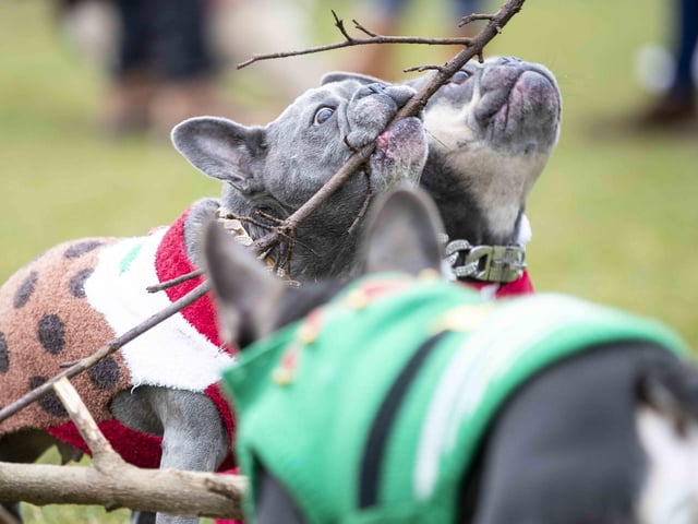 Nearly 100 French Bulldogs wore Christmas outfits for a festive walk at Hunsbury Hill Country Park on Sunday (December 17).