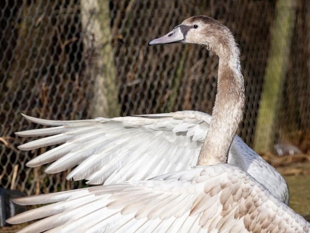 One of their feathered friends