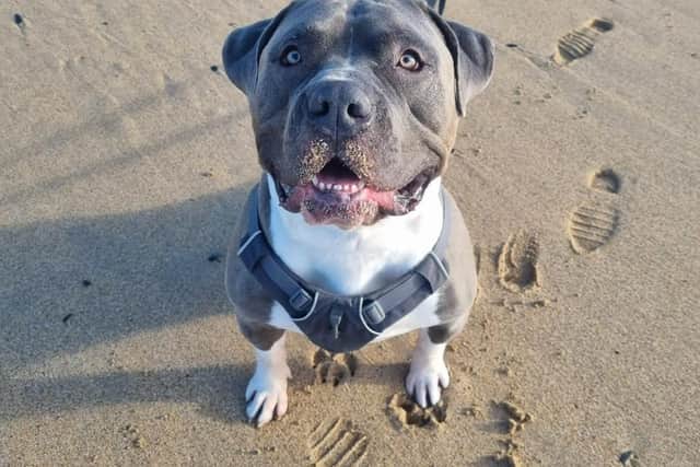 XL Bully Koda is a big softie, says his Milton Keynes owner