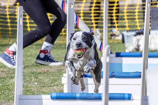 Pooches and owners alike enjoying the popular dog festival on Saturday September 14, 2024.
