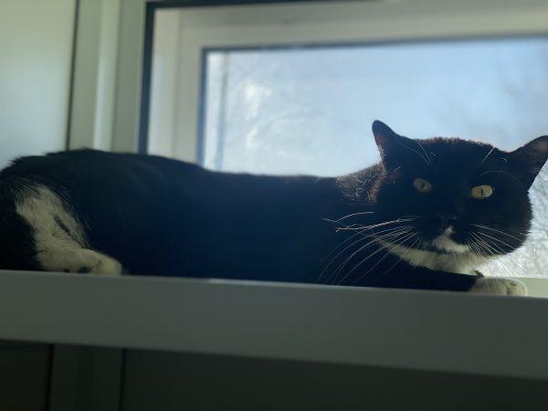 Alfie is feeling overwhelmed by his time in rescue. We know very little about his background, but we estimate he is around 4 years old. He would thrive in a quiet home where he can be given the space and time he needs to settle in.