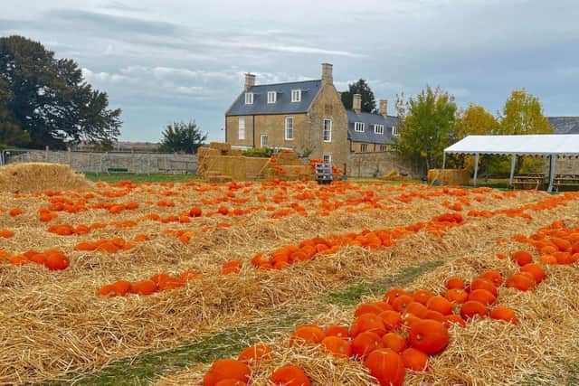 Pumpkin patch at Chester House Estate