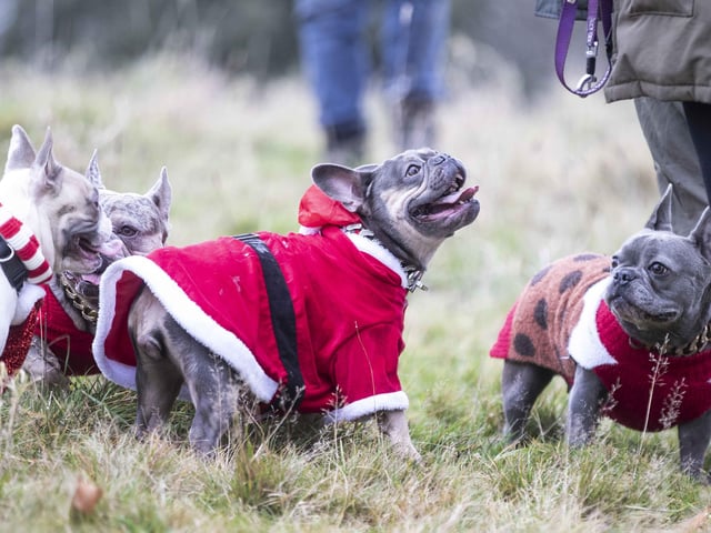 Nearly 100 French Bulldogs wore Christmas outfits for a festive walk at Hunsbury Hill Country Park on Sunday (December 17).