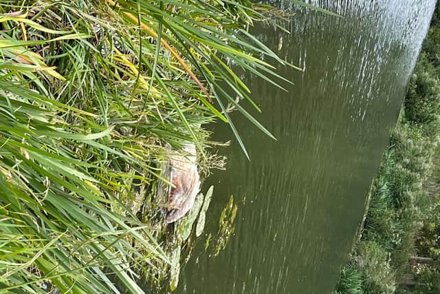 The first sheep fell into the river on August 7, which was reported by residents and has now "vanished".