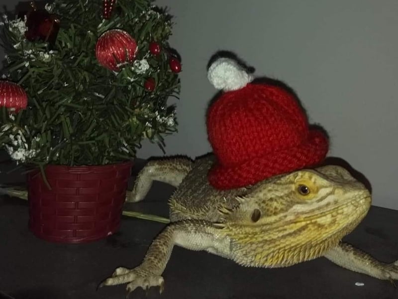 Rocky the bearded dragon who loves a hat, according to his owner.