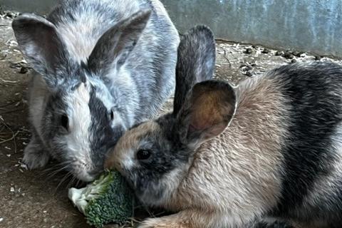 Annie said: "Lavender & Honey are beautiful six month old sisters waiting for a large home together. They could possibly be bonded with a lonely neutered boy bun! Both spayed, fully vaccinated, chipped and homed with 4 weeks free insurance & rescue backup for life."