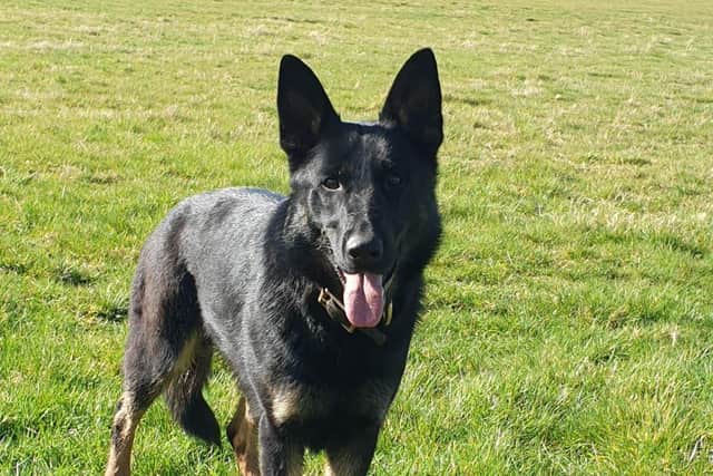 PD Pyper chased the man after he resisted arrest in Northampton town centre. Photo: Twitter/Northants Police Dogs Section.